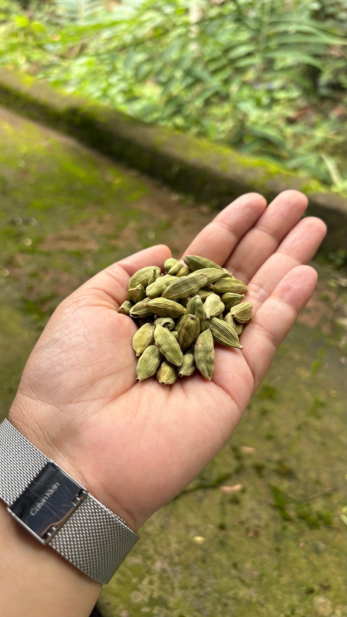 Premium Idukki Green Cardamom (Whole Pods)