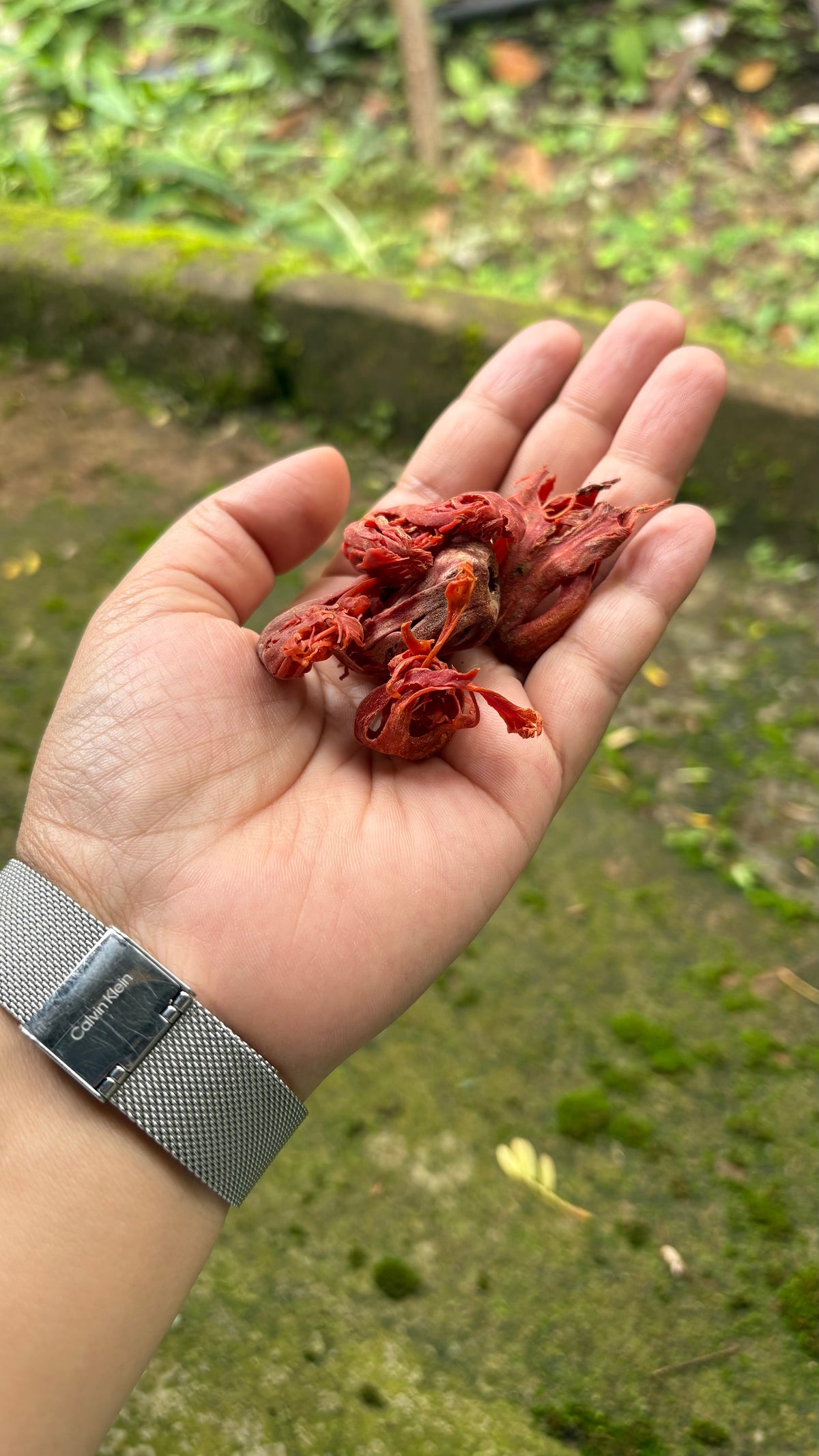 Premium Idukki Green Cardamom (Whole Pods)