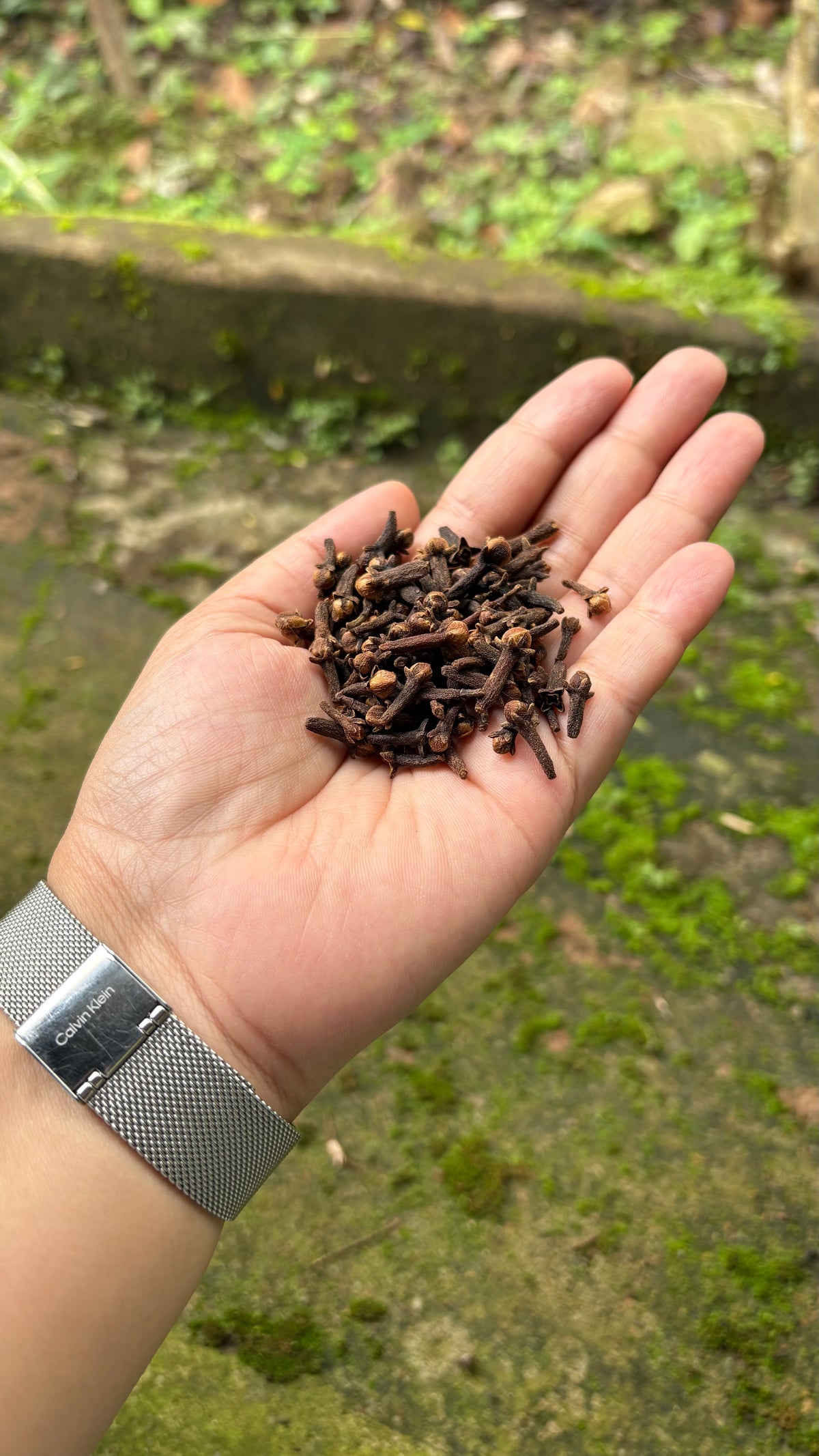 Premium Idukki Green Cardamom (Whole Pods)