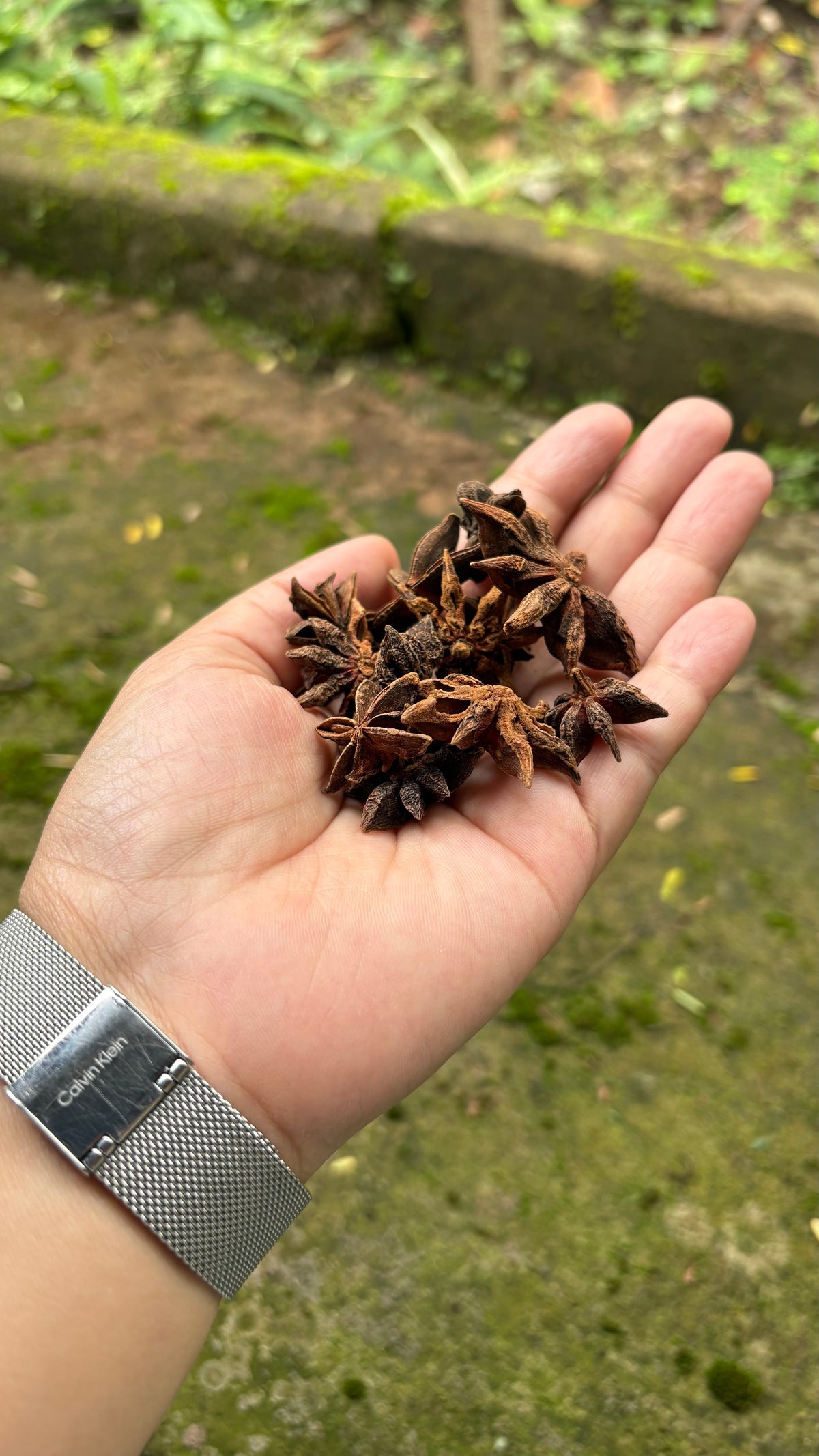 Premium Idukki Green Cardamom (Whole Pods)