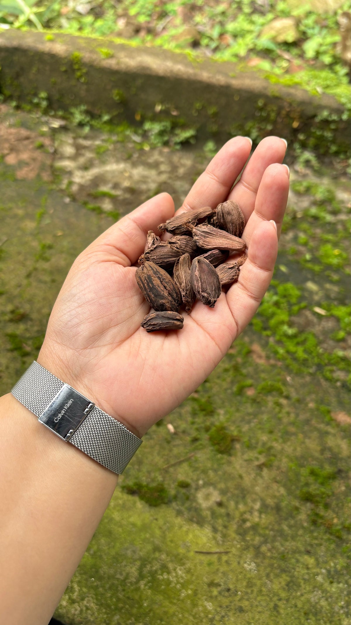 Premium Idukki Green Cardamom (Whole Pods)